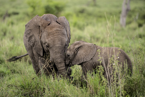 Молодий слонів, пригортаються Серенгеті, Танзанія - Фото, зображення