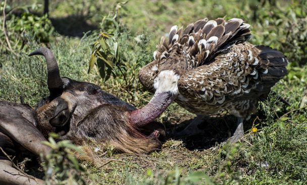 Γύπας Ruppells τρώει, Serengeti στην Τανζανία - Φωτογραφία, εικόνα