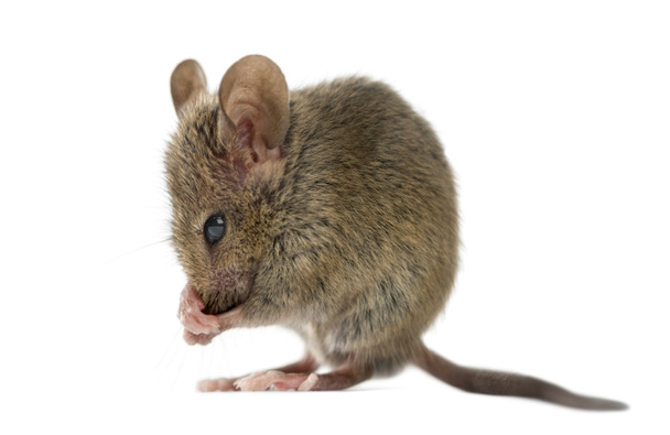 Dřevěné myš čištění sám před bílým pozadím - Fotografie, Obrázek