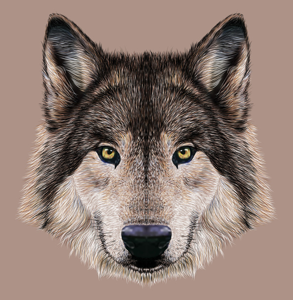 Illustrazione Ritratto di lupo
 - Foto, immagini