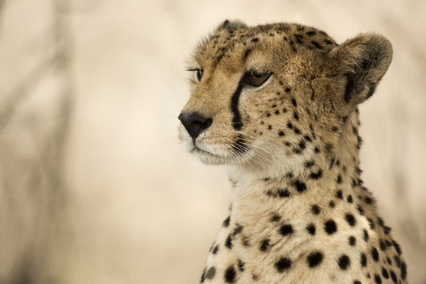 Zbliżenie: Cheetah, Serengeti, Tanzania - Zdjęcie, obraz