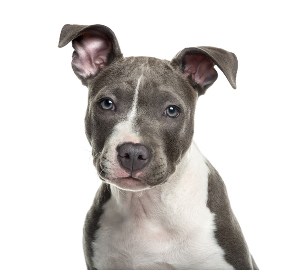 Filhote de cachorro americano na frente de fundo branco
 - Foto, Imagem