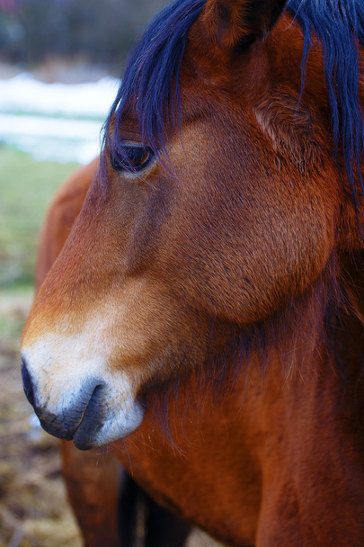 Head Brown Horse and  land in background. - Photo, Image