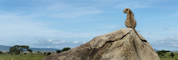 Гепард, сидячи на скелі і хтось дивитися вбік, Серенгеті, Танзанія - Фото, зображення