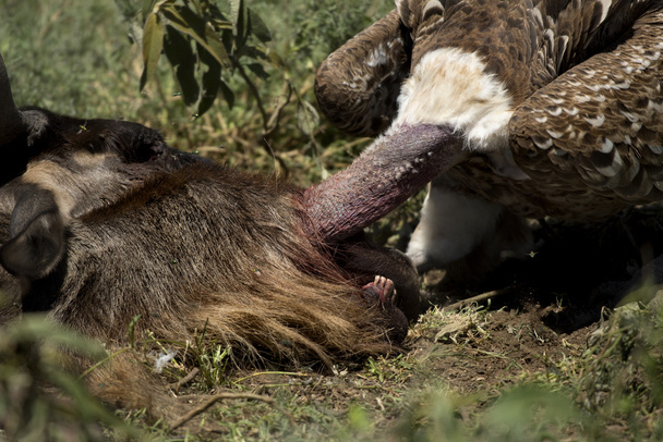 Ruppells yeme, Serengeti, Tanzanya akbaba - Fotoğraf, Görsel