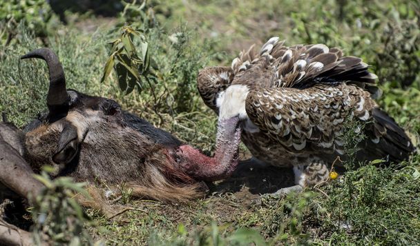 Ruppells Vulture eating, Serengeti, Tanzanie
 - Photo, image