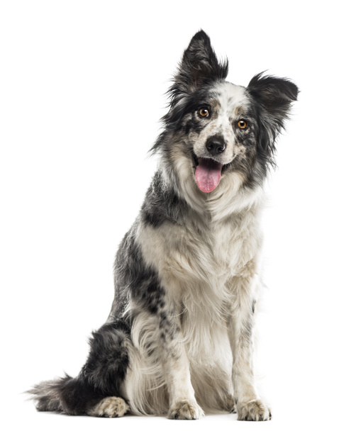 Border Collie sitting in front of a white background - Fotoğraf, Görsel