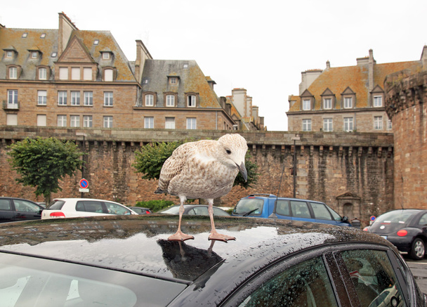 grisard, молодая чайка приземлилась на крышу автомобиля (St-Malo Brittany France)
) - Фото, изображение
