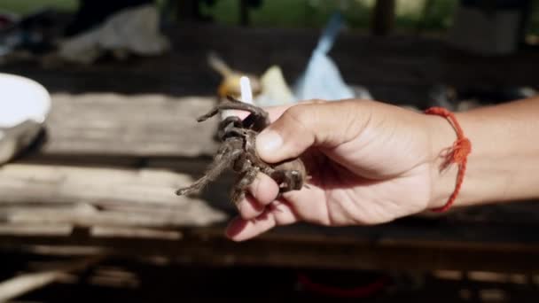 Frau tötet Vogelspinne vor dem Kochen, indem sie hart auf ihren Bauch drückt - Filmmaterial, Video
