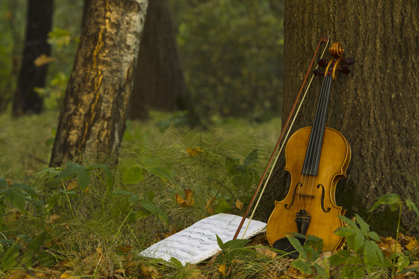 Violin in autumn forest - Фото, зображення