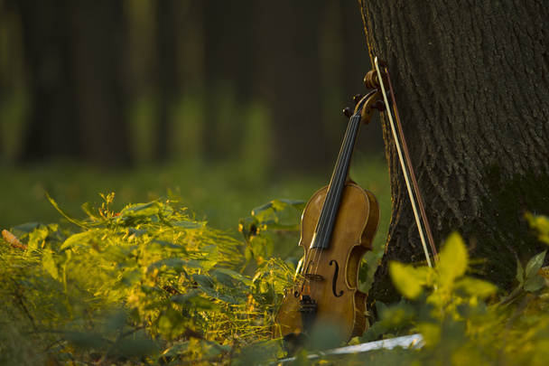 Violin in autumn forest - Foto, afbeelding