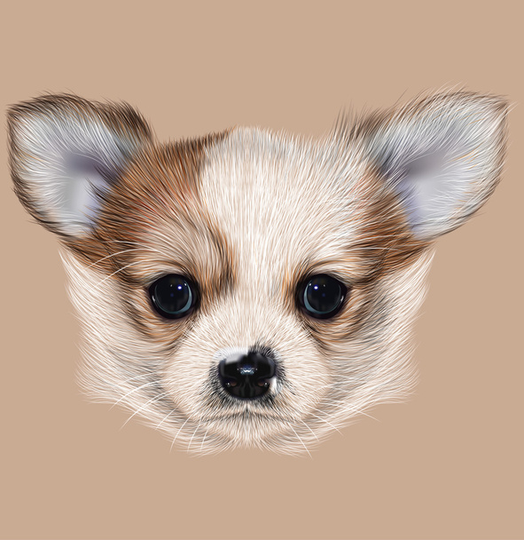 Retrato Ilustrativo de Chihuahua Cachorro
 - Foto, Imagem
