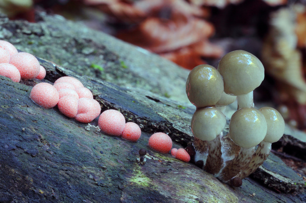 Cogumelos com disputas vermelhas em uma árvore. Macro
 - Foto, Imagem