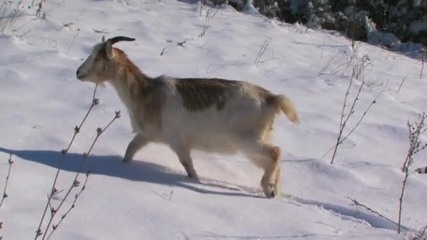 Goat in the snow. - Footage, Video