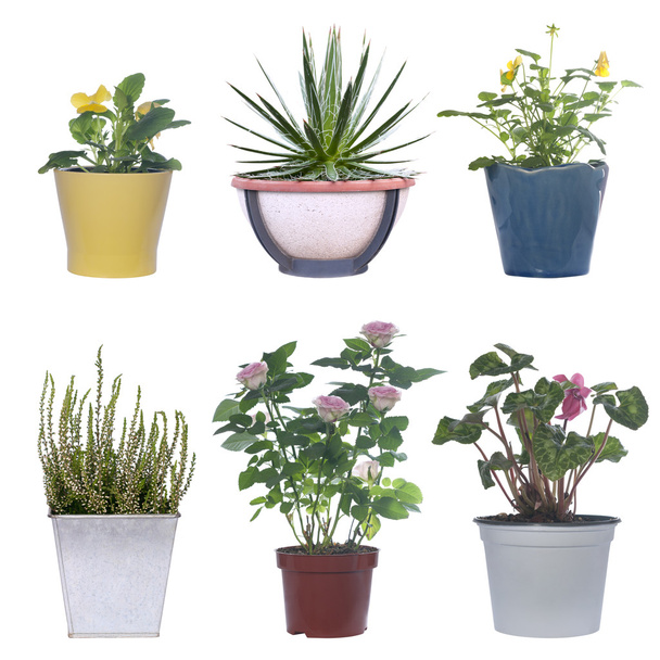 set of flowers in pots - Photo, Image