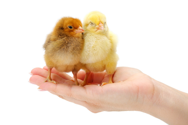 Pair of newborn chickens standing in human hand - Photo, image