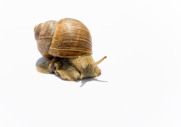 Snail on white - 写真・画像