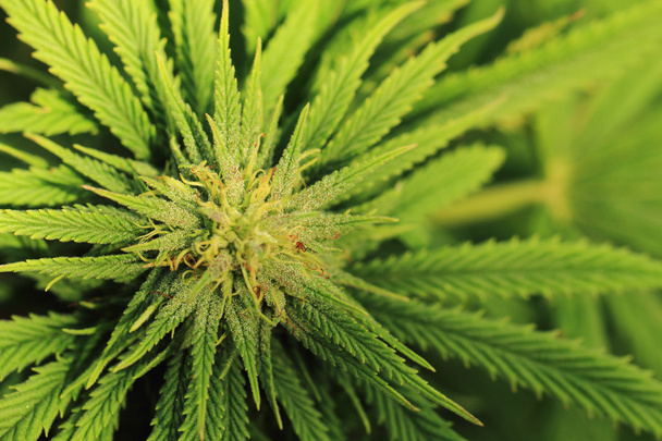 marihuana rostlina - Fotografie, Obrázek
