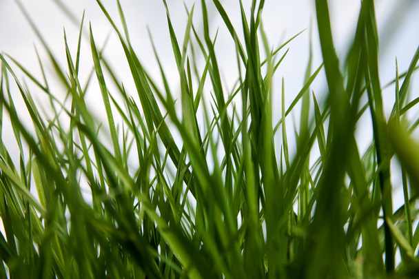 Green grass. - Fotoğraf, Görsel