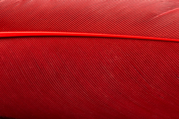 Pluma roja de cerca
 - Foto, Imagen