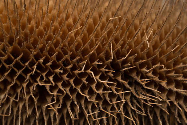 Dried up thistle close up - Photo, Image