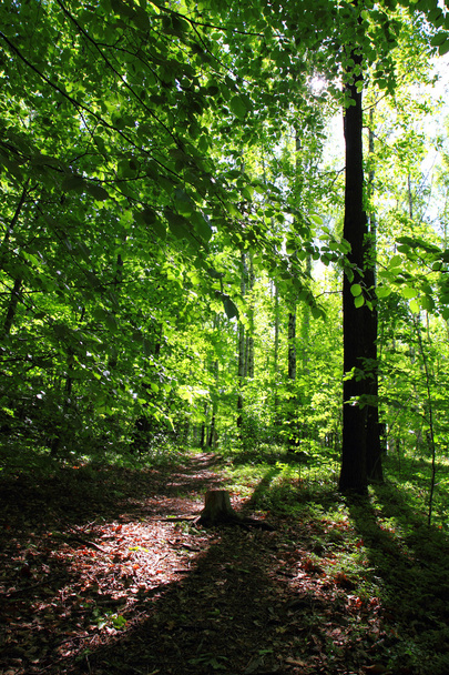 Primavera verde floresta checa
 - Foto, Imagem