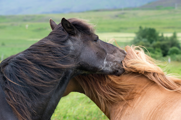 Two Horses in Iceland nature - Fotoğraf, Görsel