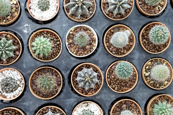 Řadu malých krásných kaktusů v hrnci - Fotografie, Obrázek