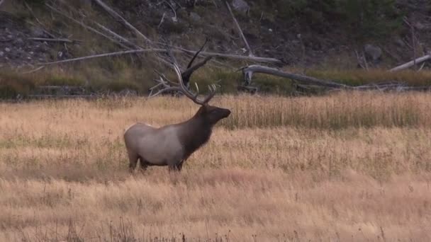 Bull Elk - Footage, Video