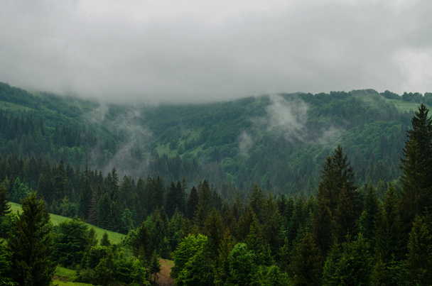 Pochmurna pogoda w górach. Las sosnowy, na szczycie góry - Zdjęcie, obraz