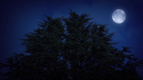Enormes árboles con luna en la noche de viento
 - Metraje, vídeo