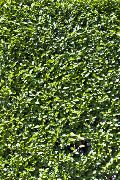 Green leaves wall background - Foto, Imagem