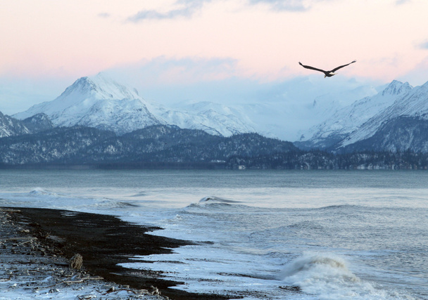 Playa de Alaska al atardecer con águila voladora
 - Foto, Imagen