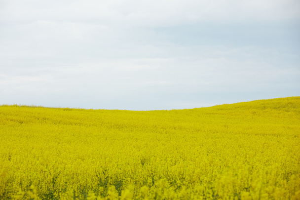 rapeseed field with yellow flowers - Foto, Imagen