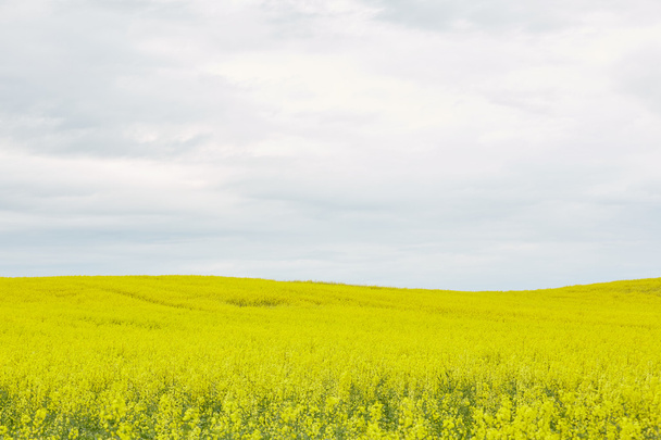 rapeseed field with yellow flowers - Zdjęcie, obraz