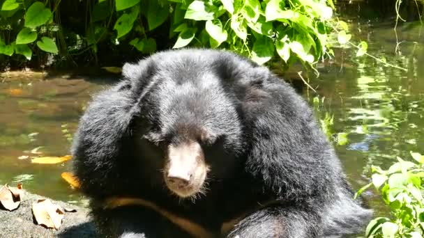 Asian Black Bear. - Footage, Video