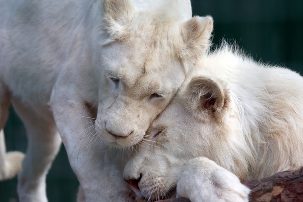 leone bianco e leonessa si mostrano tenerezza e amore
 - Foto, immagini