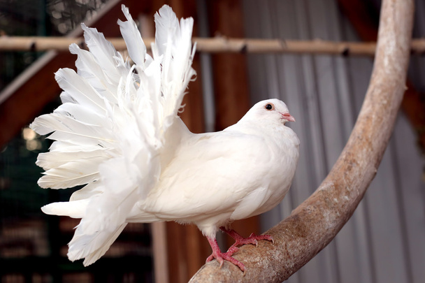 retrato de uma pomba branca com uma cauda macia
 - Foto, Imagem