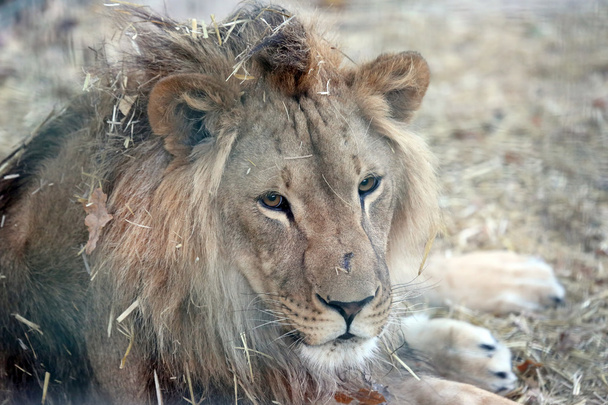 retrato de um leão com uma crina grande na grama seca
 - Foto, Imagem