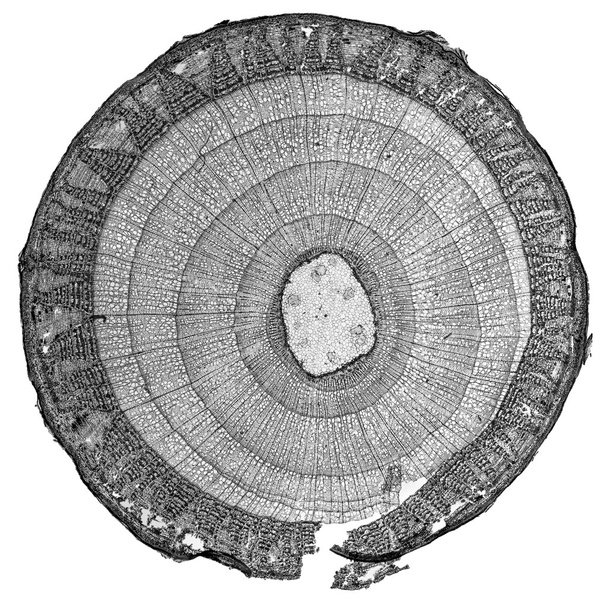 Micrografía Tilia en blanco y negro
 - Foto, imagen