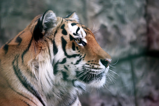πορτρέτο της τίγρης amur - Φωτογραφία, εικόνα