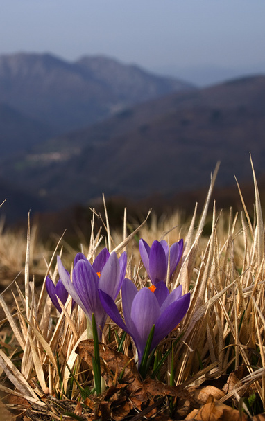 Purple Crocus flower in mountain landscape - Foto, Bild