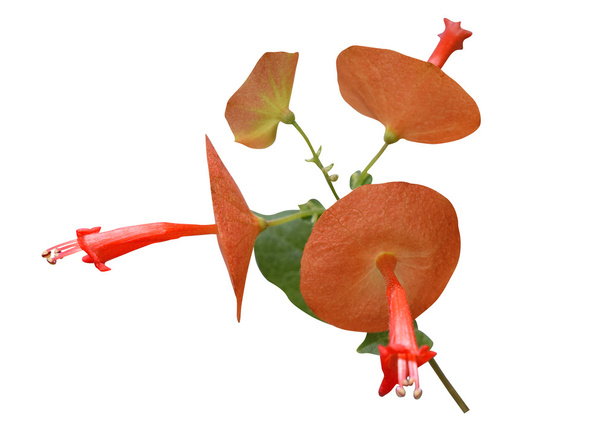 Holmskioldia sanguinea (chiński kapelusz roślin) - Zdjęcie, obraz