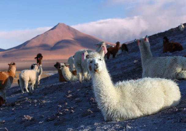 Lama's op de laguna Colorada, Altiplano, Bolivia - Foto, afbeelding