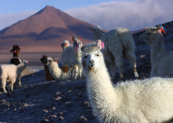 ラグナ ・ コロラダ、ボリビアのアルティプラーノのラマ - 写真・画像