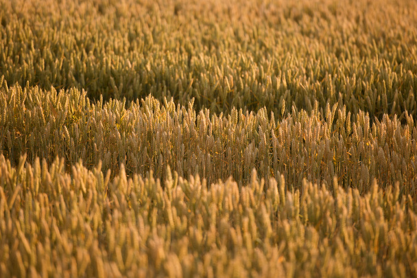Campo di grano dorato - Foto, immagini