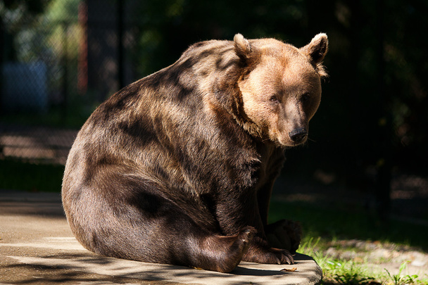 Brown bear on the nature - Foto, Imagen