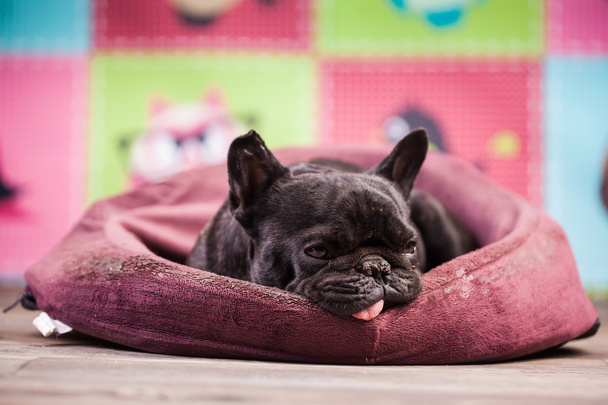 bulldog francese rilassante
 - Foto, immagini