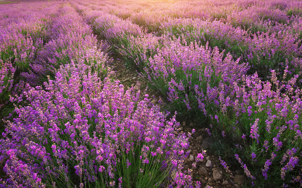 Lavender texture. - Photo, Image