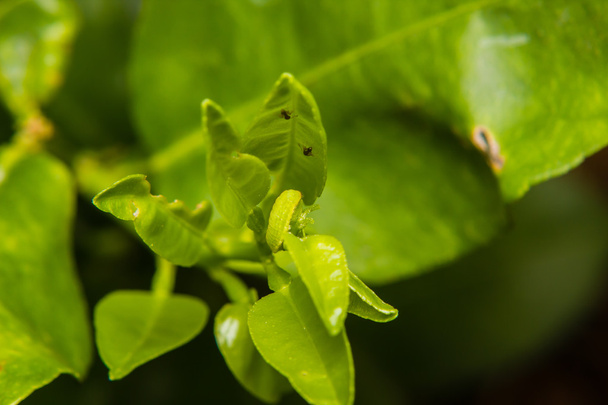 gusano de oruga verde en la hoja en el jardín
 - Foto, imagen